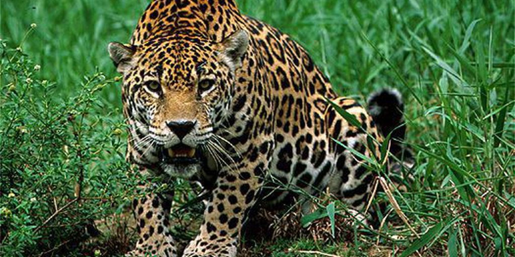 estrategias-ajudam-a-diminuir-conflito-entre-fazendeiros-e-oncas