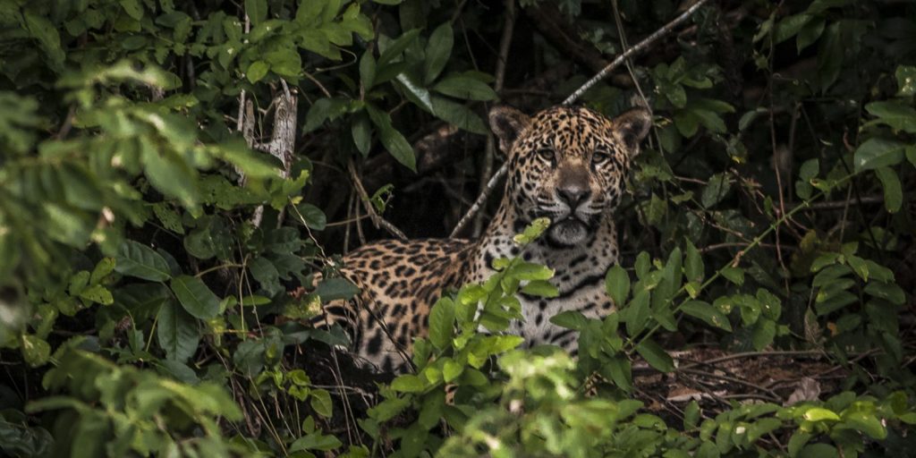 ativistas-cobram-justica-para-oncas-mortas-e-expostas-na-internet