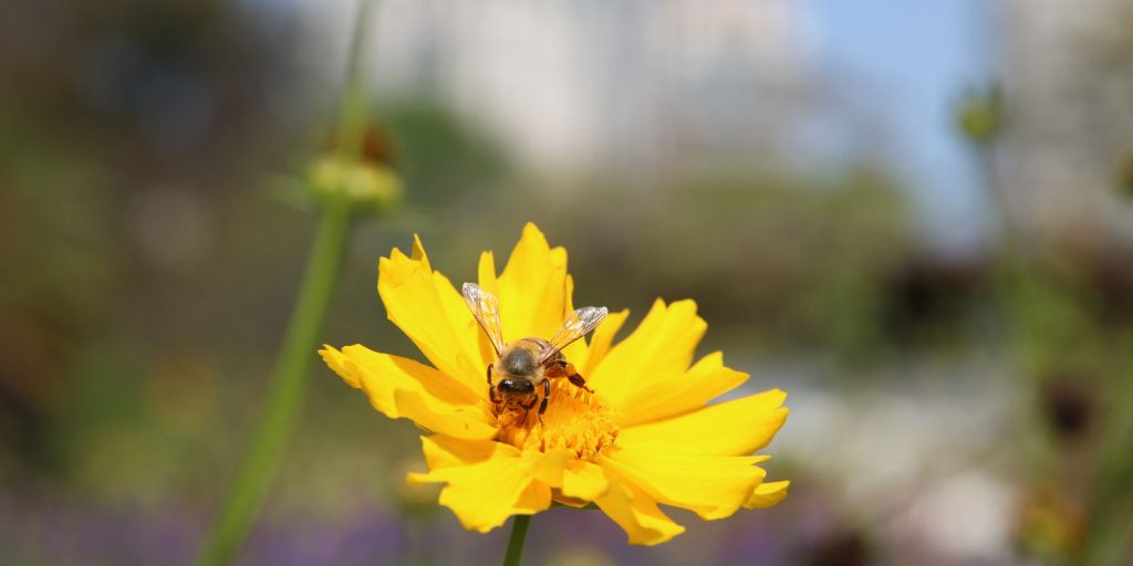 pesquisa-mostra-importancia-de-areas-verdes-urbanas-para-a-saude