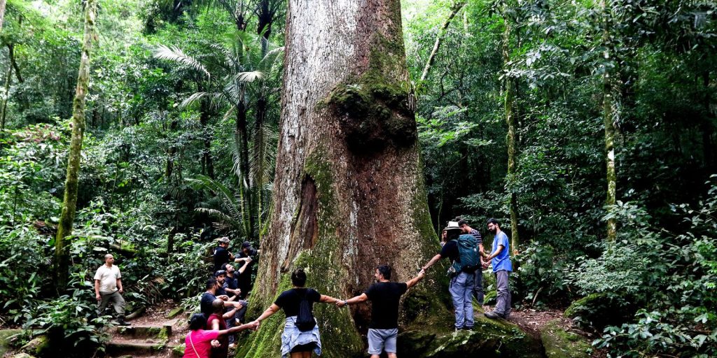 pesquisa-revela-que-desmatamento-ameaca-mata-atlantica